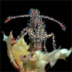 GANG GANG DANCE Eye Contact