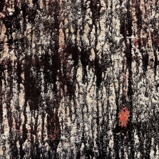 Tashi Dorji / Tyler Damon Both Will Escape