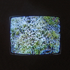 WIDT Live in Edinburgh