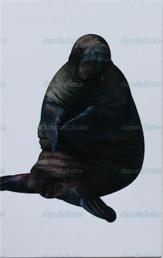 SULTAN HAGAVIK 8 Przepięknych Melodii