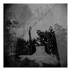 Le Fruit Vert Paon Perdu