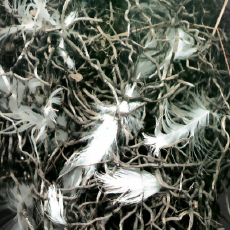 Msza Święta w Altonie Bezkrólewie