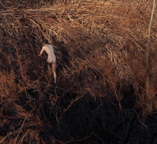 Tomasz Sroczyński, Marek Pospieszalski Bareness