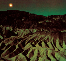 BARN OWL Lost in the Glare