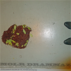 MOŁR DRAMMAZ Semperflorens